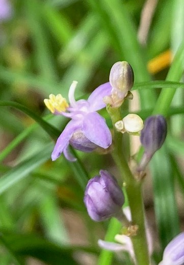 ⑱ヒメヤブラン、今が見ごろ、可憐な花です