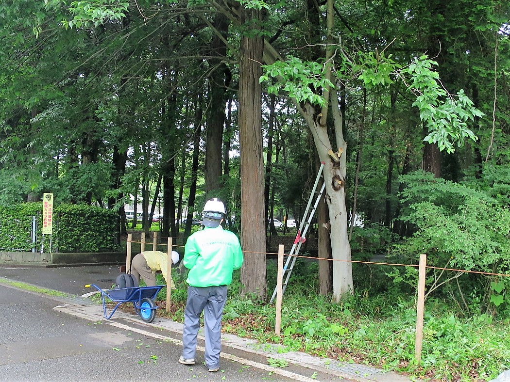 ①道路側に出ている枝を切り落とす