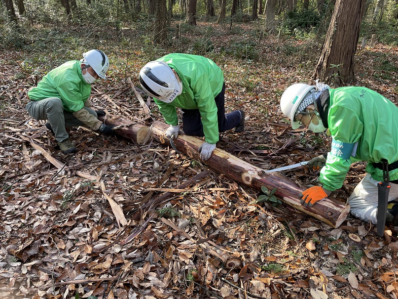 ③伐りやすいようにもう一人が手で押さえて補助する