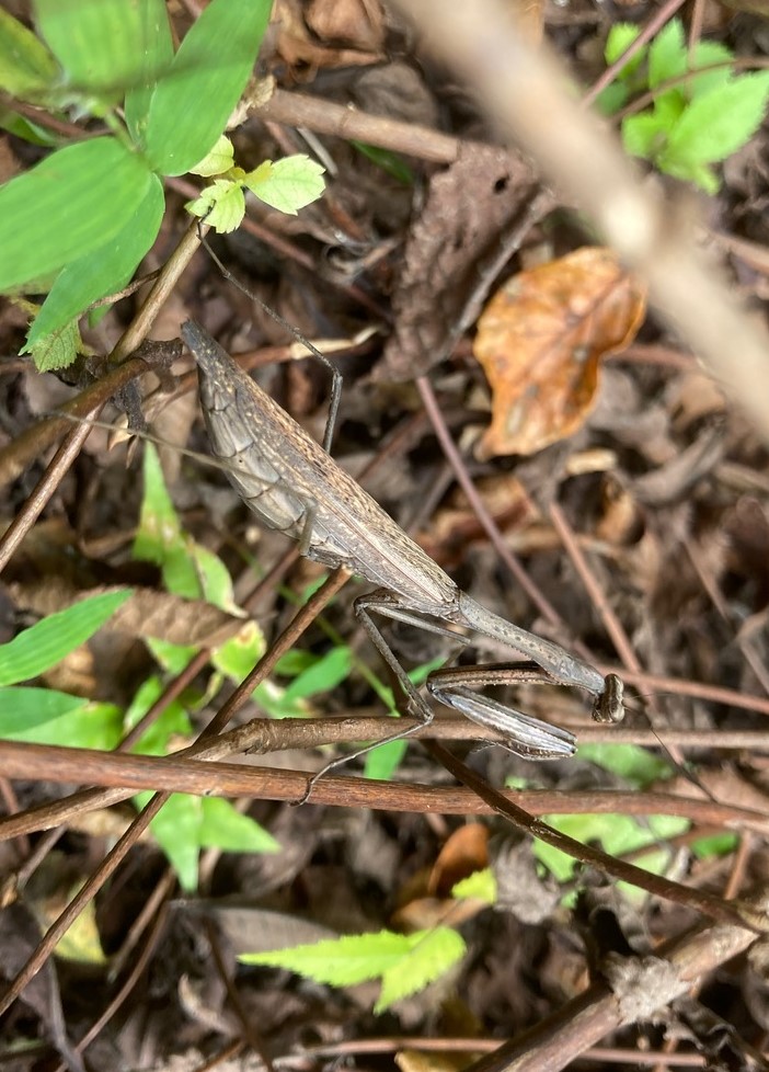 ⑪鳥じゃなく！こちらはカマキリだよ