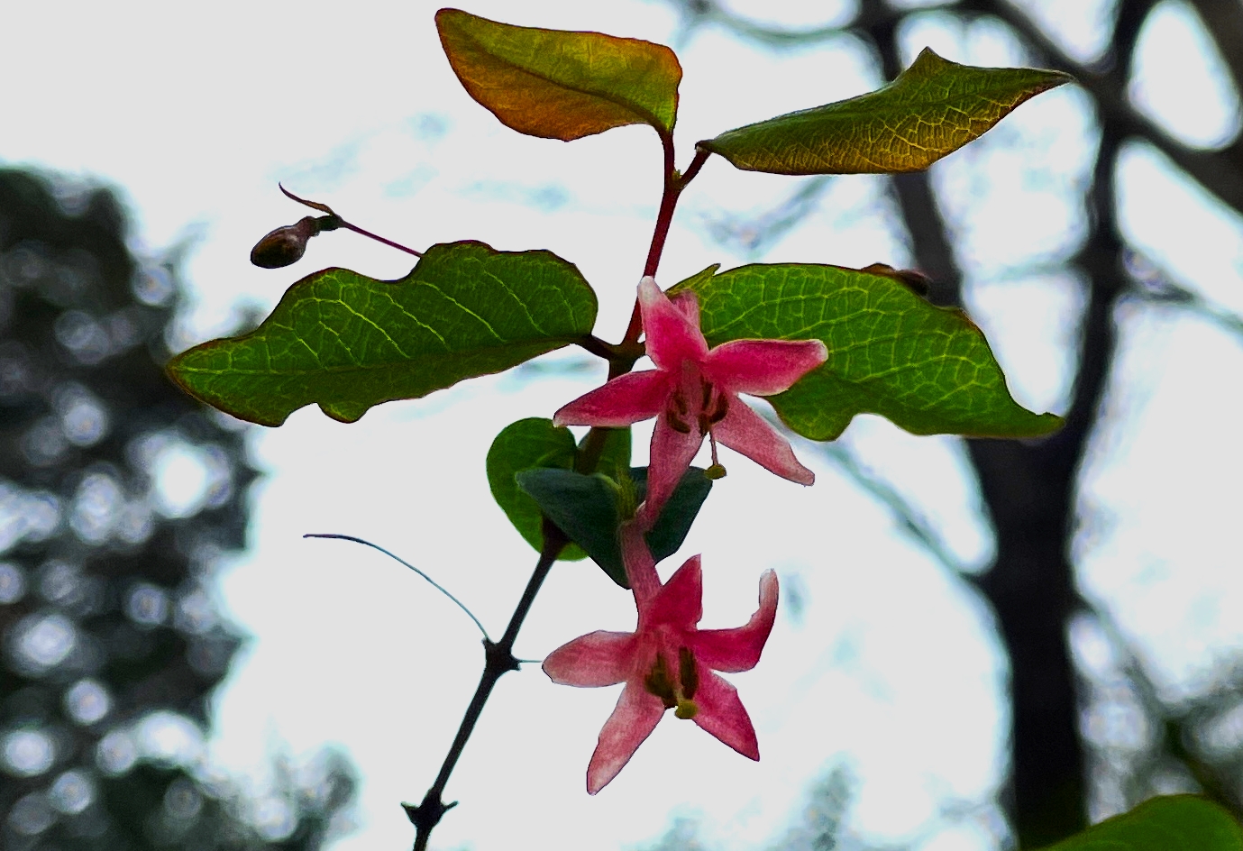 ①春の花ウグイスカグラきれいです