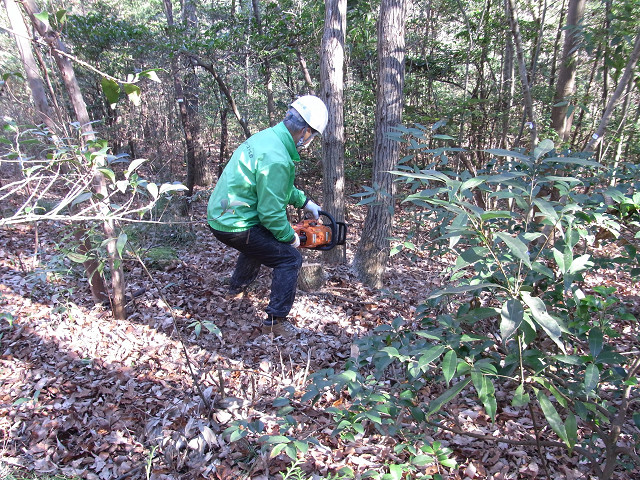 ①建替え鉄塔近くのコナラをシイタケ榾木用に活用