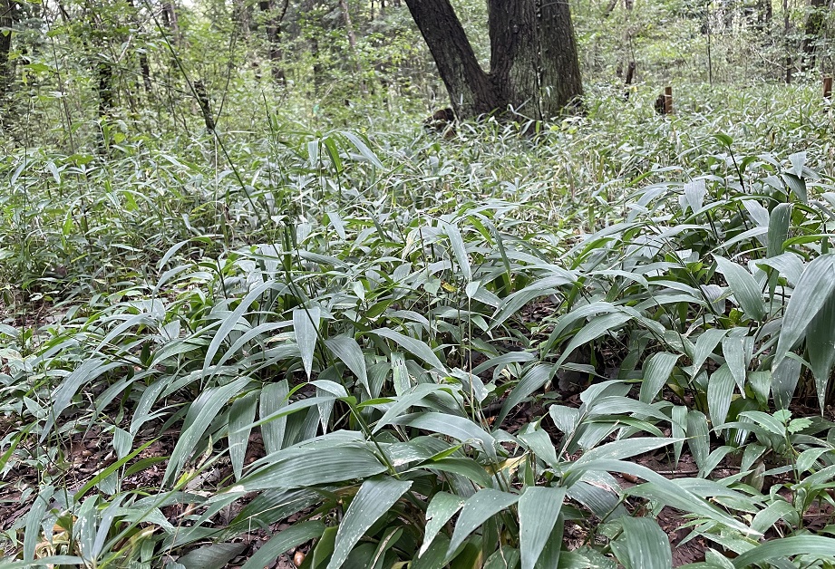 ①大量のササクサが種を付けて茂っている