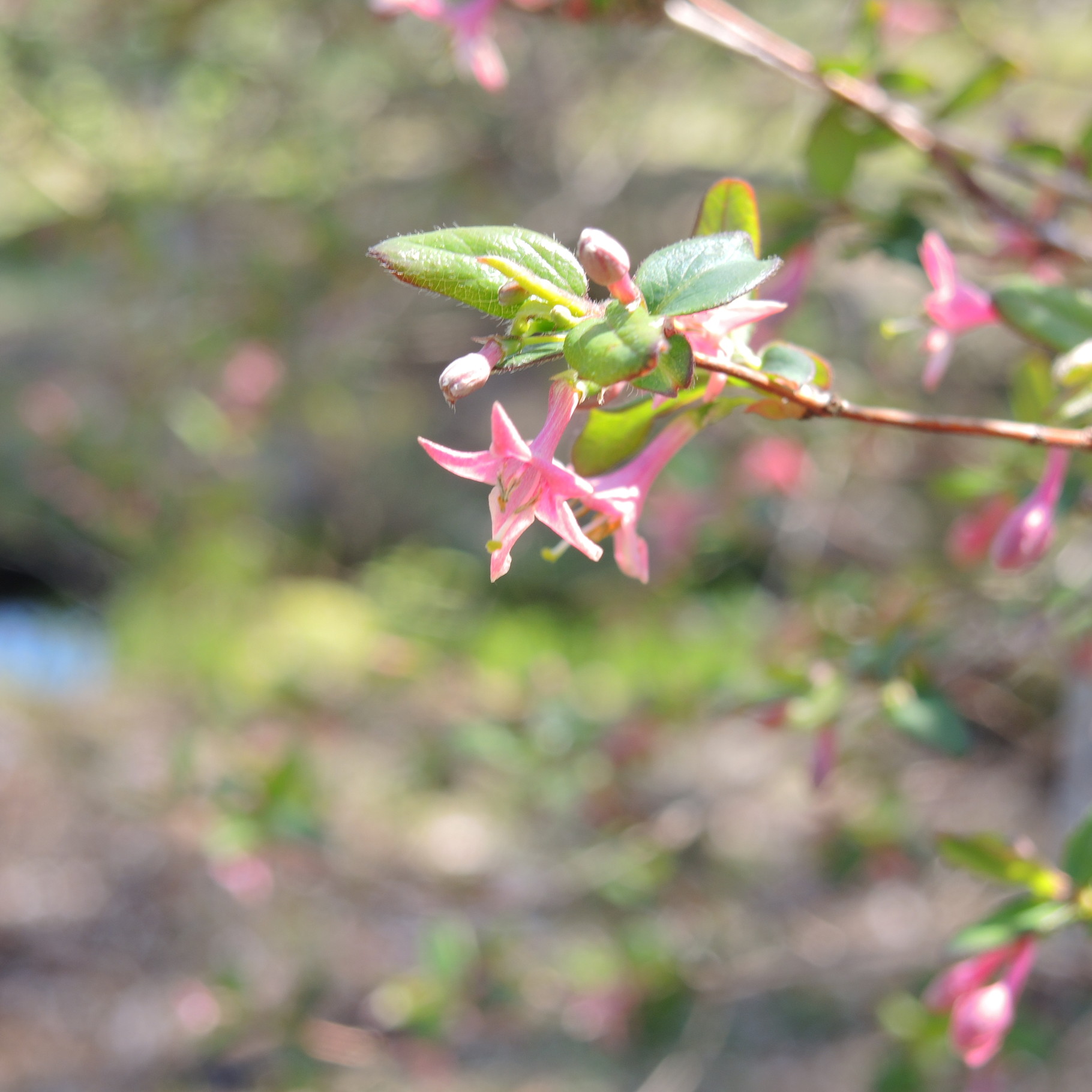 ウグイスカグラ 縁起 - 庭木で開運 自分でできる簡単な剪定