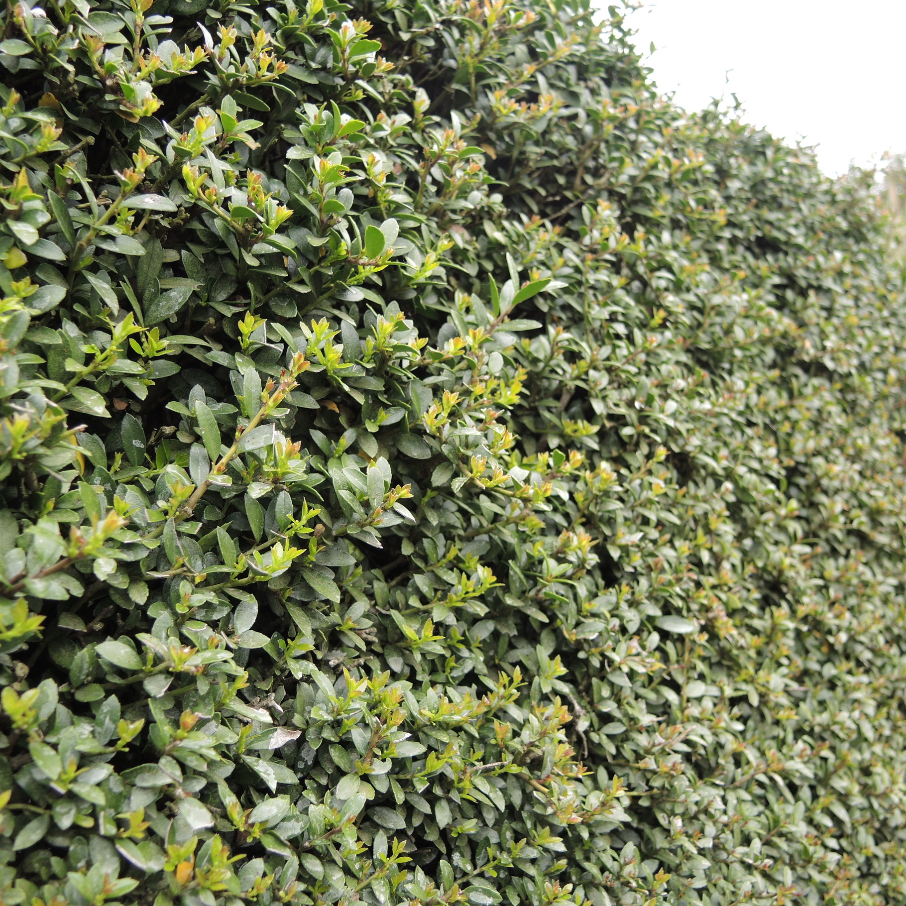 根付 蟹 木製(イヌツゲ) 根付 蟹 木製(イヌツゲ)