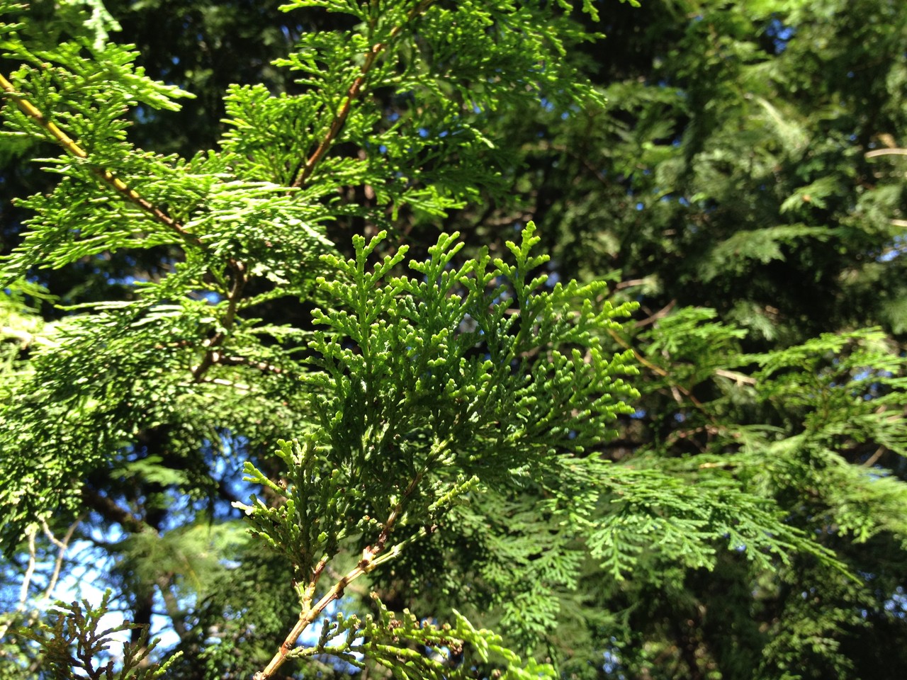 ヒノキとサワラの違い 庭木で開運 自分でできる簡単な剪定