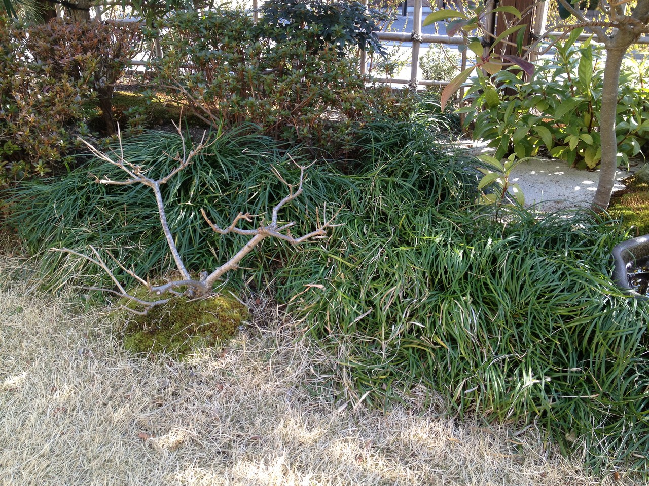 リュウノヒゲの刈り込み 庭木で開運 自分でできる簡単な剪定