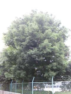 常緑広葉樹の剪定 庭木で開運 自分でできる簡単な剪定 常緑広葉樹の剪定 庭木で開運 自分でできる簡単な剪定