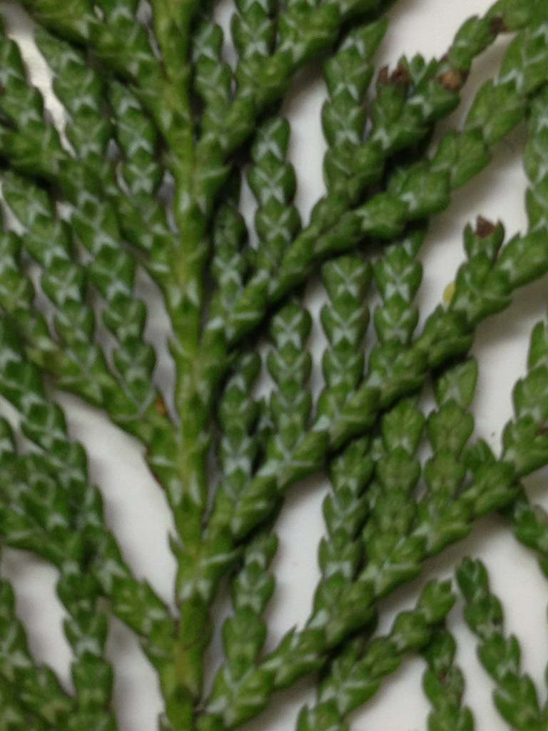 ヒノキとサワラの違い 庭木で開運 自分でできる簡単な剪定