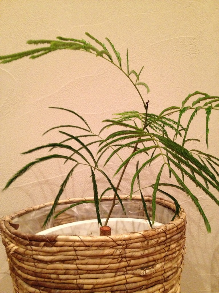 観葉植物たち エバーフレッシュ編 庭木で開運 自分でできる簡単な剪定
