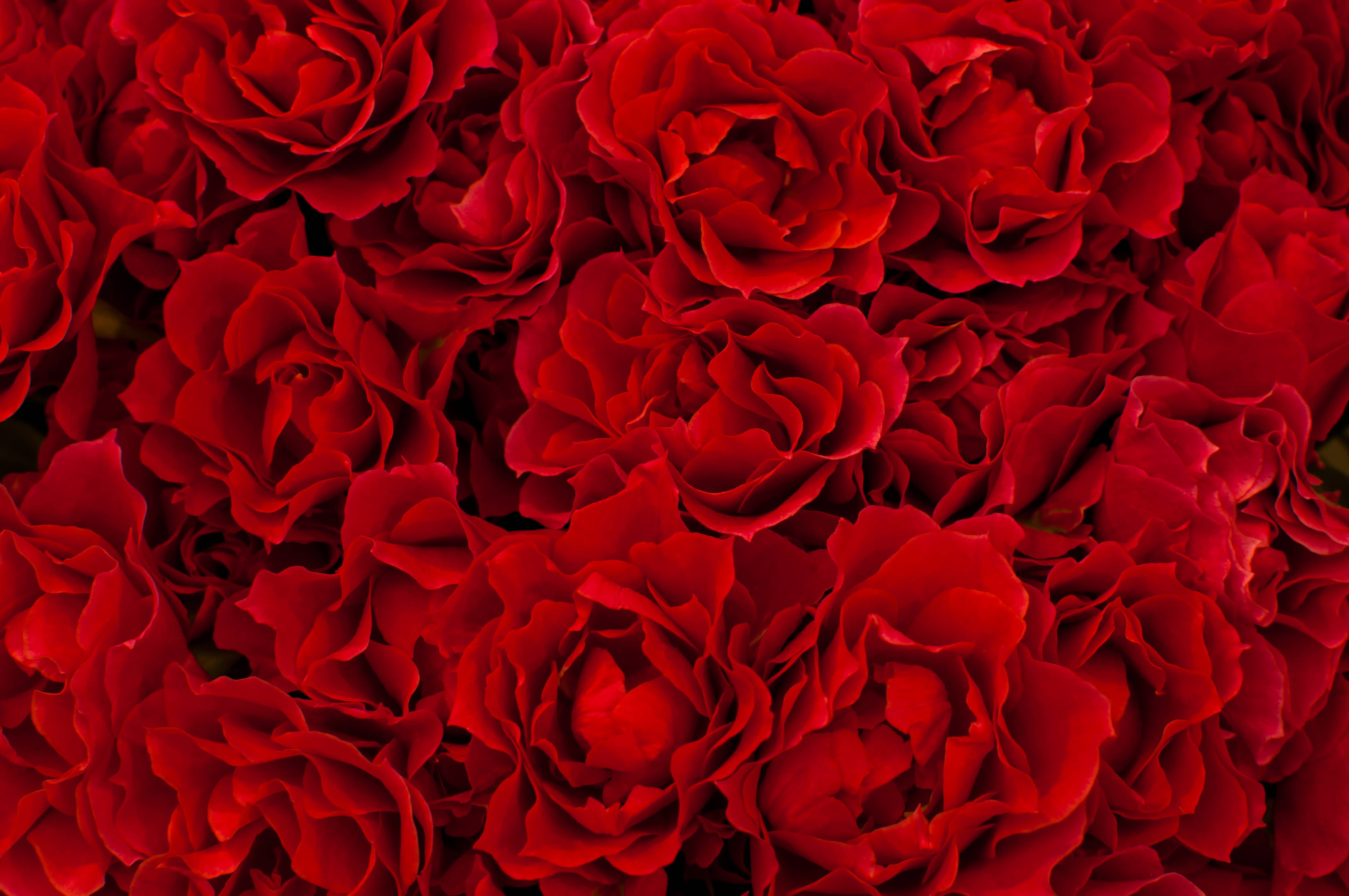 癒やしサロン 美楽 ここやつしろ 癒やしサロン 美楽 ここやつしろ