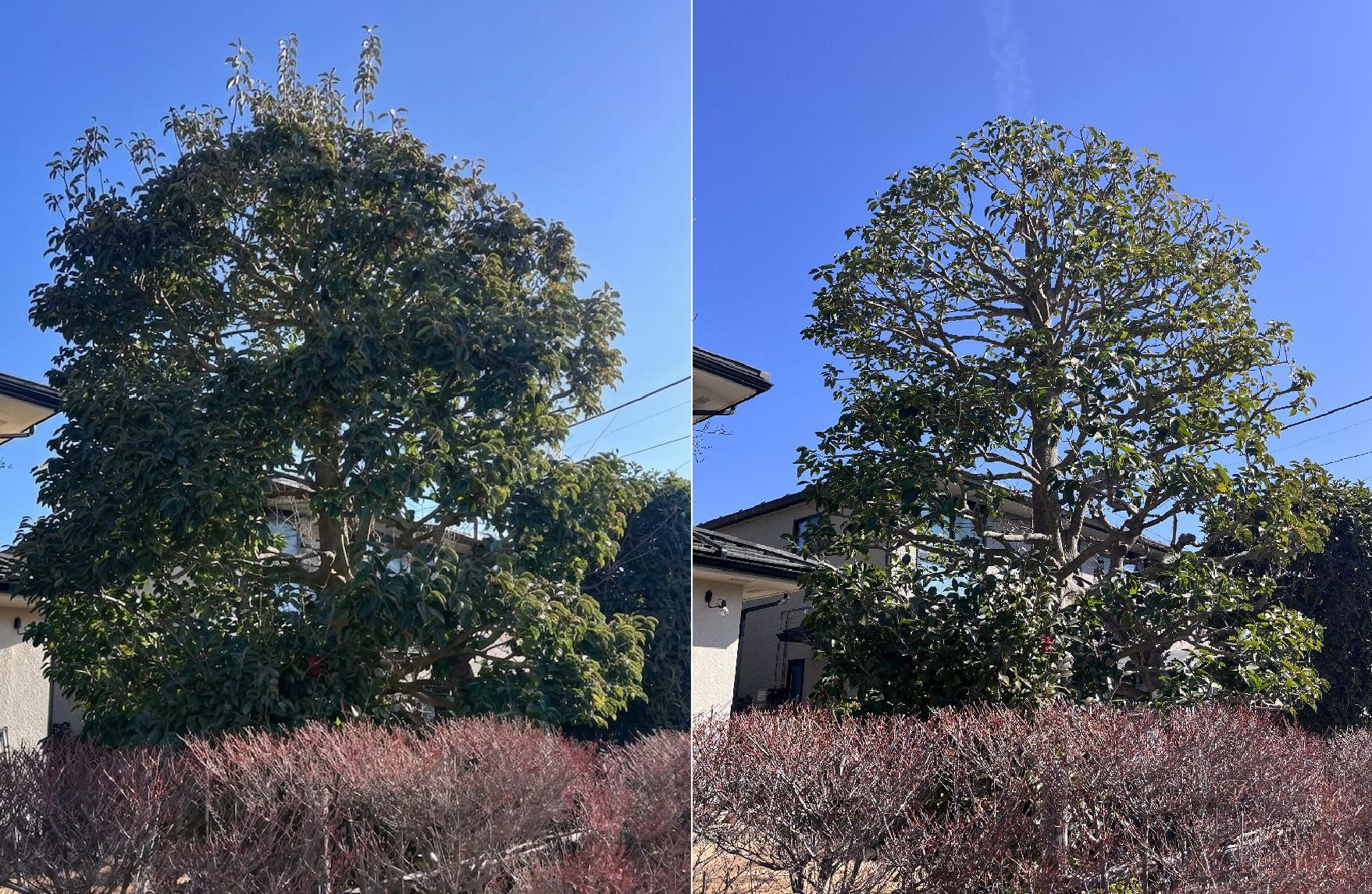 【町田市】クロガネモチとモミジの剪定｜お庭を明るく、空が見えるスッキリとした空間へ！