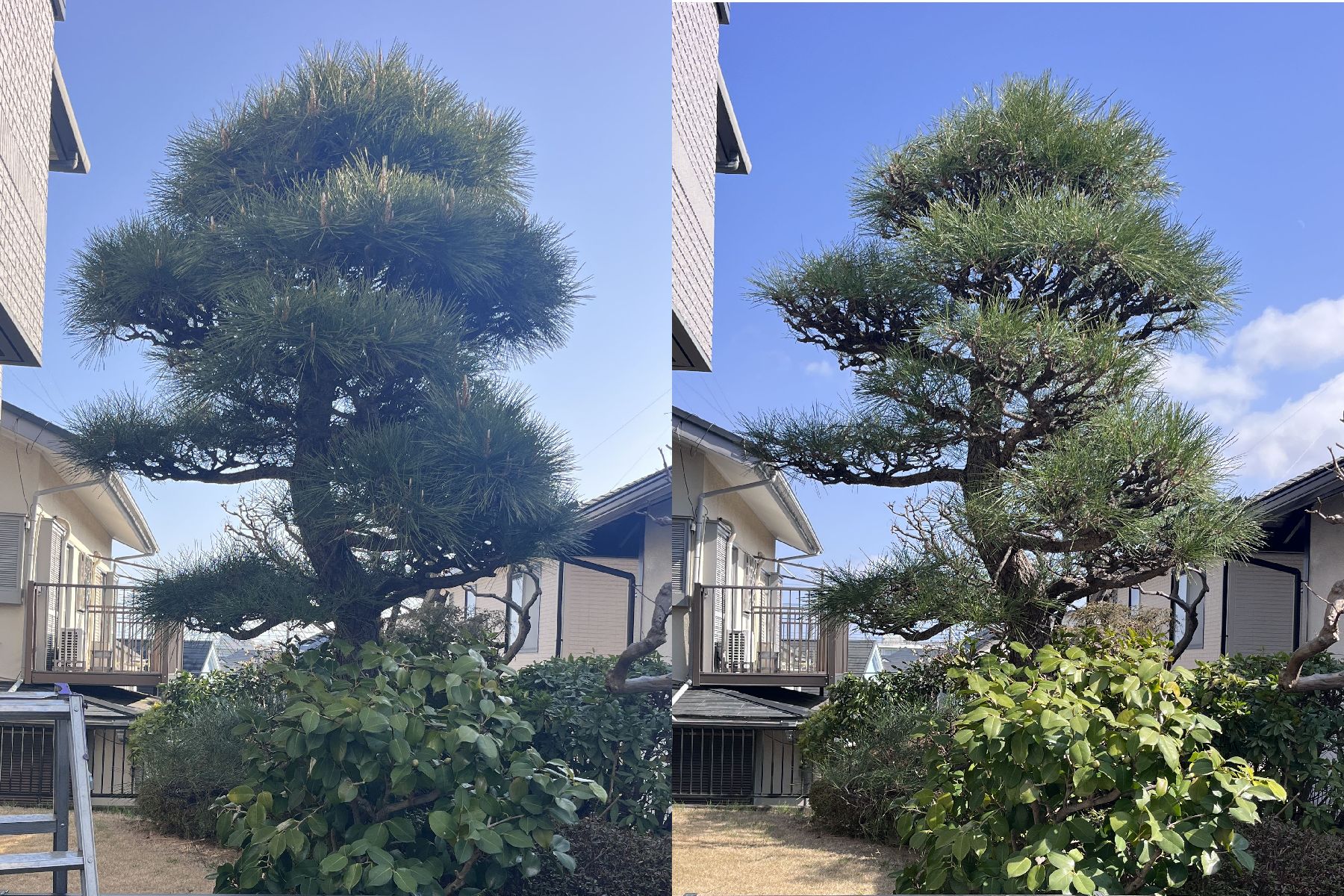 【若草台】マツの剪定は「年に一度」で大丈夫！プロの技術で美しさをキープ！