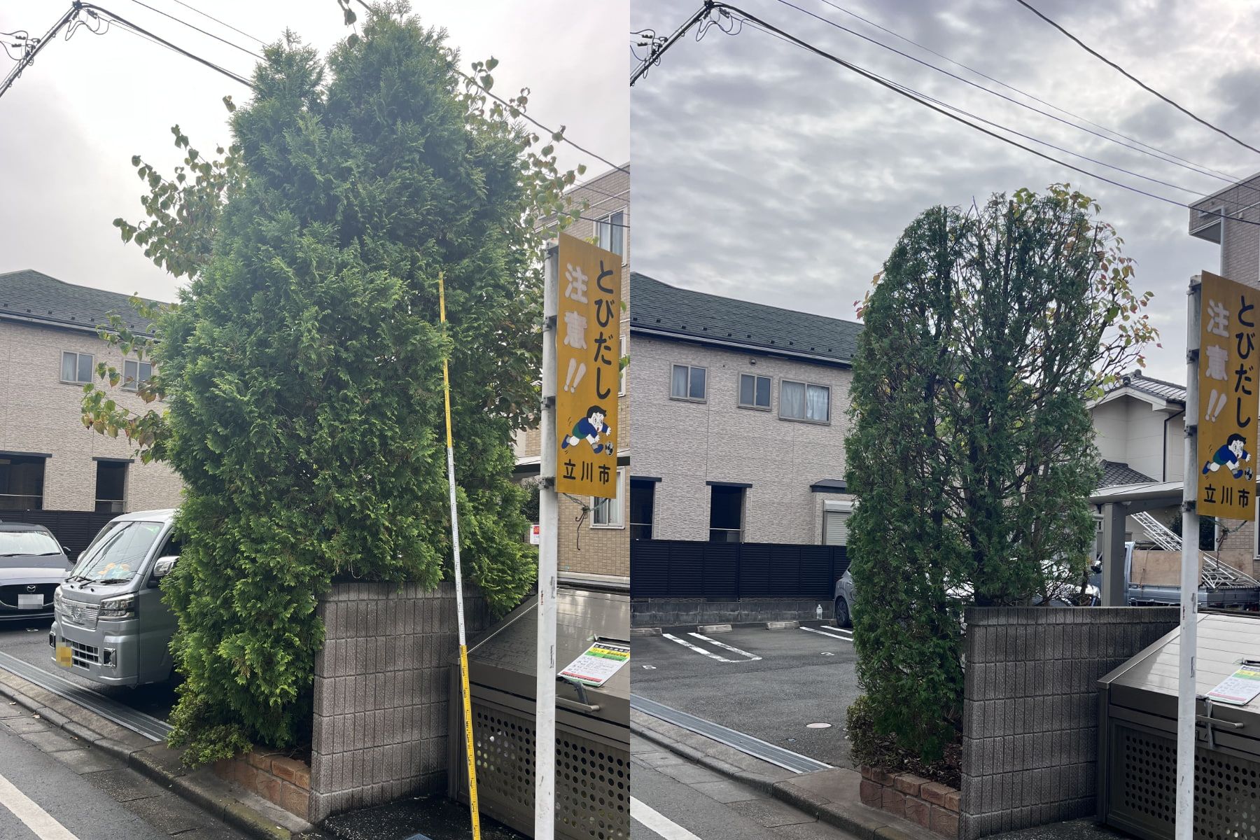 【立川市】エントランスの剪定｜ヤマボウシとサンキストで「お家の顔」を美しく！