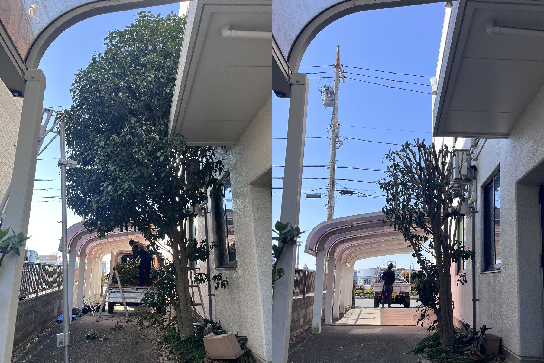【武蔵村山市】キンモクセイが巨大化してお困りではありませんか？今が剪定の適期です！