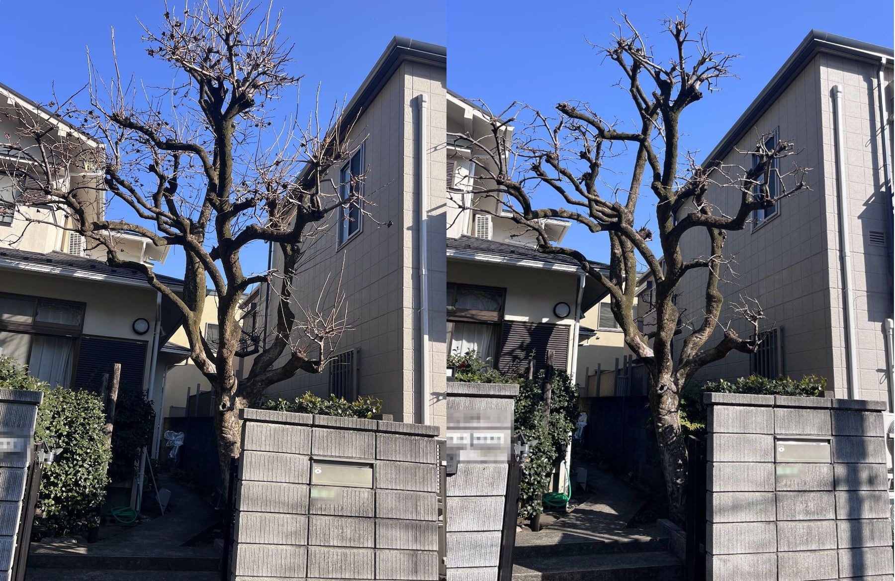 【世田谷区】カキの剪定。お隣への落葉・越境対策は「毎年の手入れ」が一番！