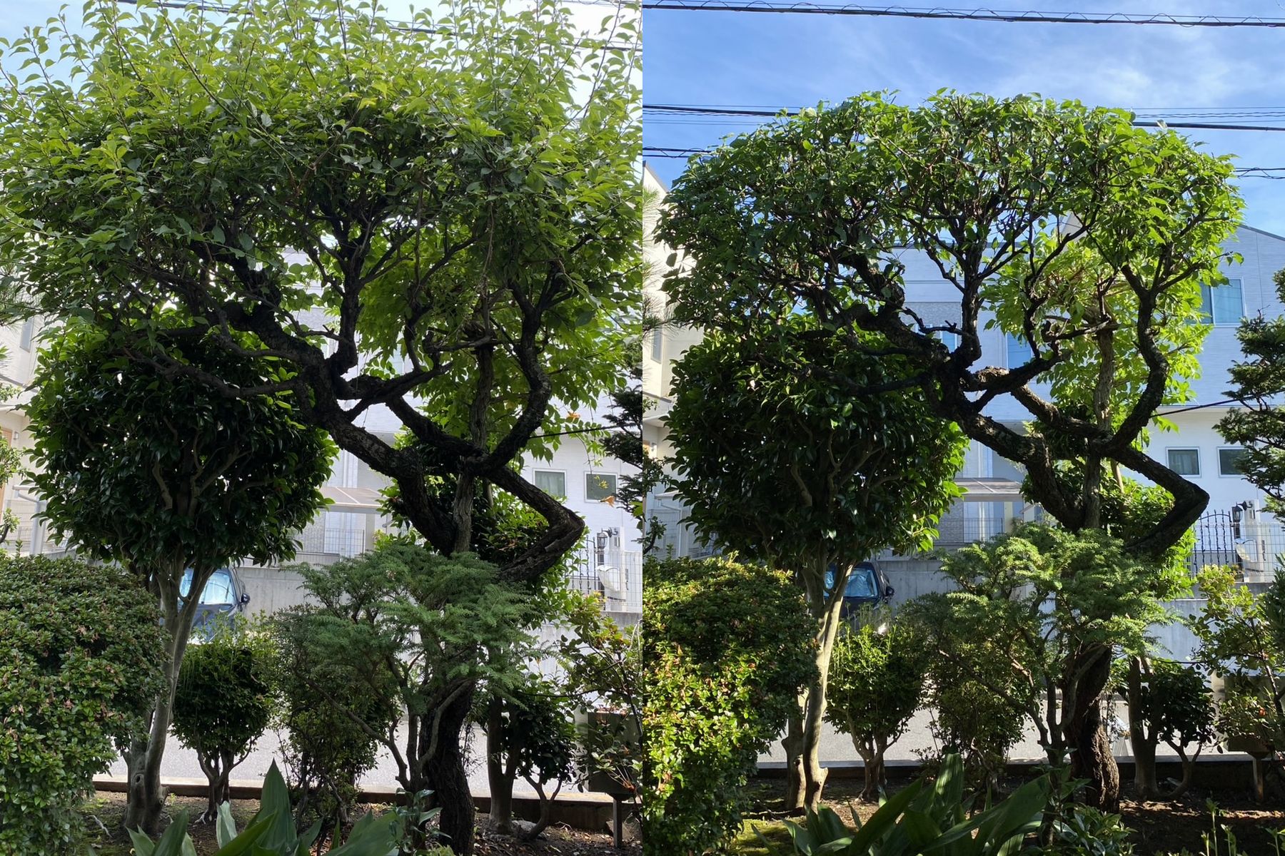 【多摩市】お庭の夏お手入れ！ウメ・モクレン・ノウゼンカズラの剪定！