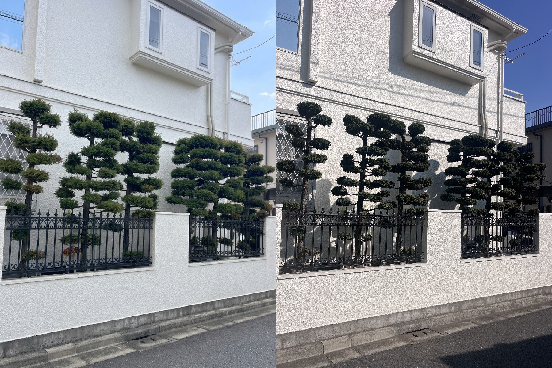 【小平市】チャボヒバのお手入れ。東京の夏を乗り切るための「軽剪定」