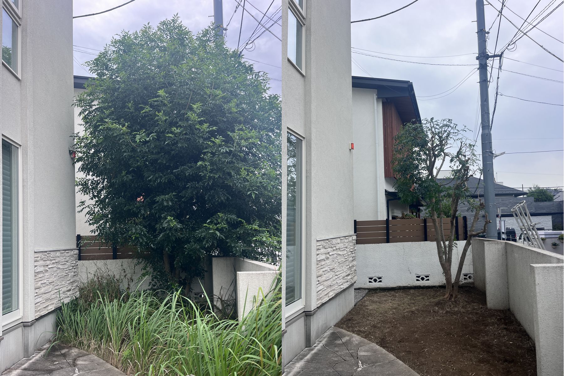 【目黒区】シマトネリコの越境解消剪定＆建物まわりの徹底除草でスッキリ！