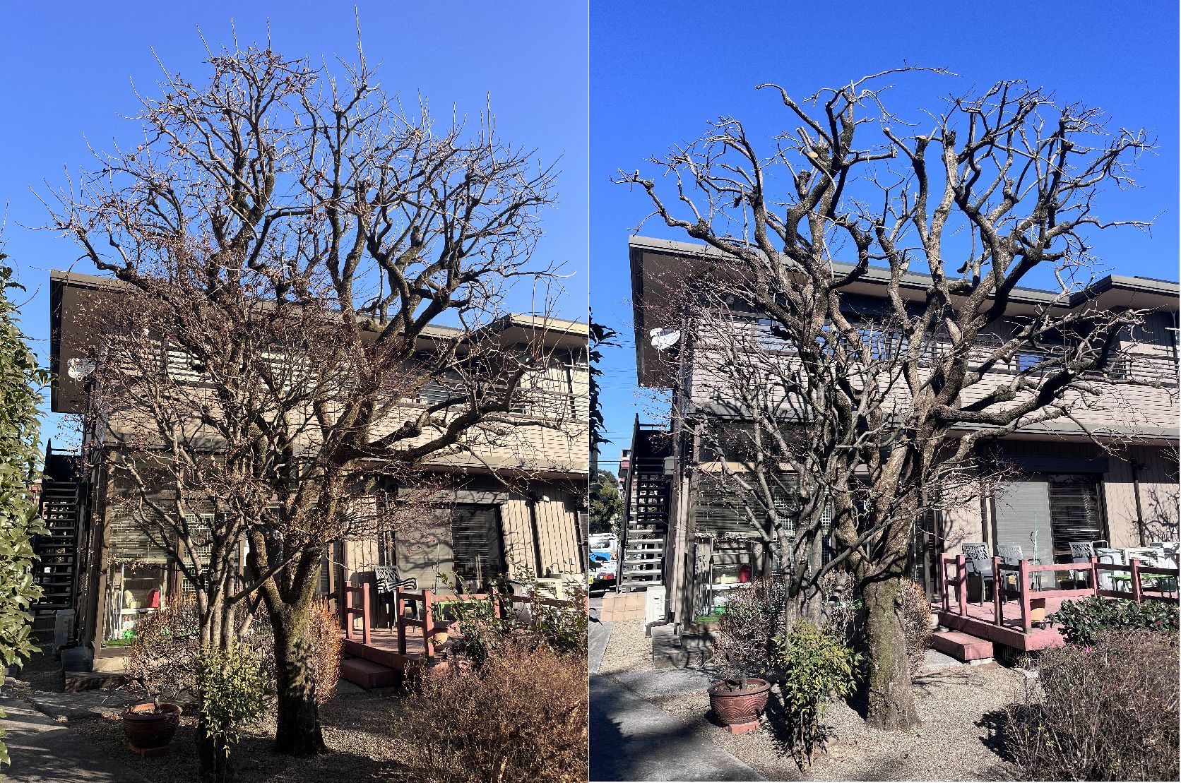 【東】カキの木の剪定。お隣への枝伸びもスッキリ解消！