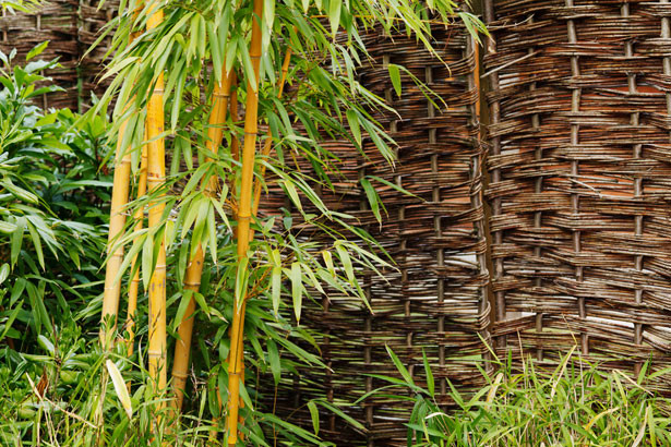 Plante de bambou au jardin par Petr Kratochvil  http://www.publicdomainpictures.net/view-image.php?image=16250&picture=plante-de-bambou-au-jardin
