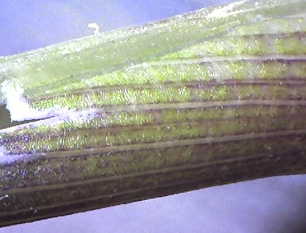 BU211F055_« Bamboo Stalk x60 » par Graeme Bartlett — Travail personnel. Sous licence CC BY-SA 3.0 via Wikimedia Commons - https://commons.wikimedia.org/wiki/File:Bamboo_Stalk_x60.jpg#/media/File:Bamboo_Stalk_x60.jpg