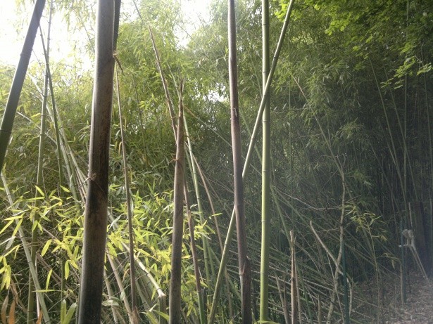 « Bamboo bambou bambuseae phyllostachys VAN DEN HENDE ALAIN CC-BY-SA-4 0 210520142038 01» par Alain Van den Hende — Travail personnel. Sous licence CC BY-SA 4.0 