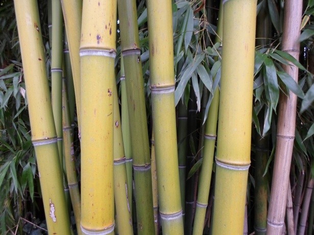 « Chaume de bambou bamboo stalk VAN DEN HENDE ALAIN CC BY SA 40 02005 » par Alain Van den Hende — Travail personnel. Sous licence CC BY-SA 4.0 via Wikimedia Commons - https://commons.wikimedia.org/wiki/File:Chaume_de_bambou_bamboo_stalk_VAN_DEN_HENDE_ALAI