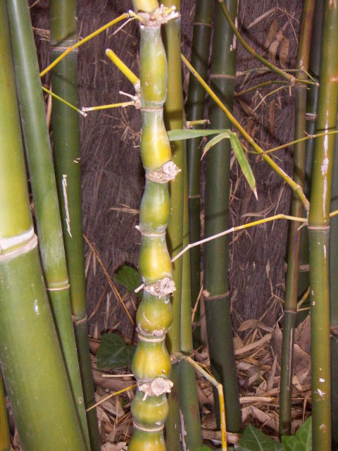77PL "Bambusa ventricosa". Licencja: CC BY-SA 3.0 na podstawie Wikimedia Commons - https://commons.wikimedia.org/wiki/File:Bambusa_ventricosa.JPG#/media/File:Bambusa_ventricosa.JPG