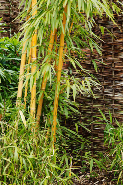 Bambou au jardin par Petr Kratochvil  http://www.publicdomainpictures.net/view-image.php?image=16251&picture=bambou-au-jardin