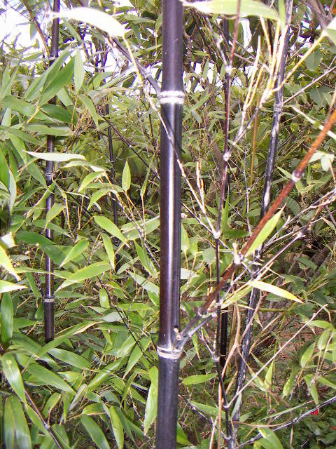 «Phyllostachys nigra2». Publicado bajo la licencia CC BY-SA 3.0 vía Wikimedia Commons - https://commons.wikimedia.org/wiki/File:Phyllostachys_nigra2.JPG#/media/File:Phyllostachys_nigra2.JPG.
