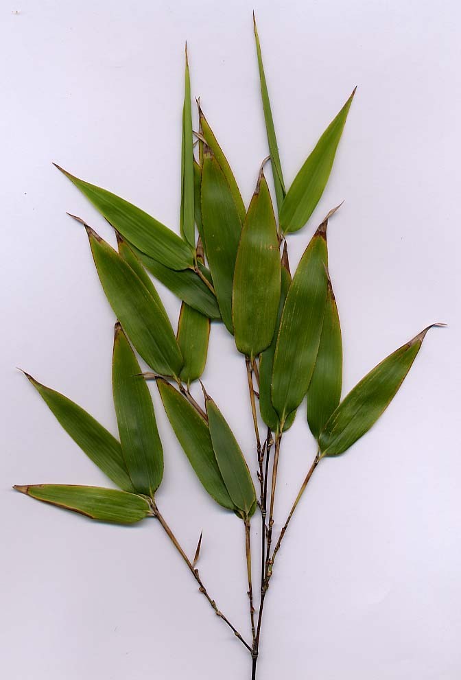 "Phyllostachys nigra folium" di by MPF - Opera propria. Con licenza CC BY-SA 3.0 tramite Wikimedia Commons - https://commons.wikimedia.org/wiki/File:Phyllostachys_nigra_folium.jpg#/media/File:Phyllostachys_nigra_folium.jpg