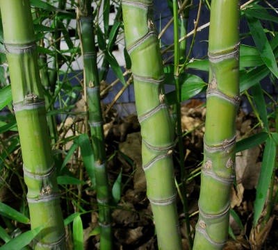"Golden Bamboo (Phyllostachys Aureosulcata) Compressed Internodes" by BambooJerry - took photo in on of our grovesPreviously published: CapeMayBamboo.com. Licensed under CC BY-SA 3.0 via Wikipedia - https://en.wikipedia.org/wiki/File:Golden_Bamboo_(Phyllo