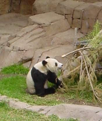 BU211F163_« Panda eating Bamboo » par (Automated conversion) sur Wikipedia anglais — photo by TimShell. Sous licence CC BY-SA 3.0 via Wikimedia Commons - https://commons.wikimedia.org/wiki/File:Panda_eating_Bamboo.jpg#/media/File:Panda_eating_Bamboo.jpg