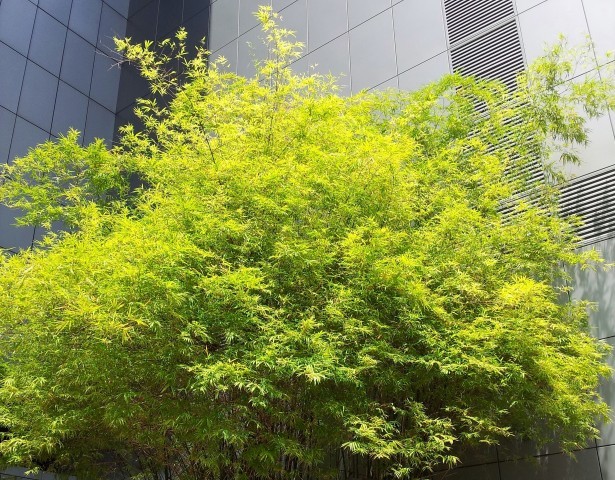 pdp Arbre de bambou aurea  vert par mark yang 