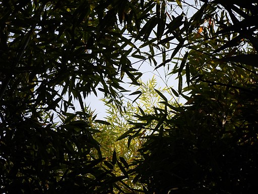 https://commons.wikimedia.org/wiki/File:Bamboo_Phyllostachys_viridiglaucescens_Alain_VanDenHende_2017061472_Bambou_Bambusoideae.jpg