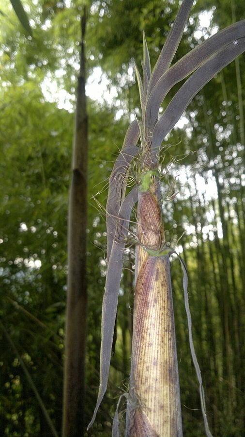 « Bamboo bambou bambuseae phyllostachys VAN DEN HENDE ALAIN CC-BY-SA-4 0 210520142108 » par Alain Van den Hende — Travail personnel. Sous licence CC BY-SA 4.0 via Wikimedia Commons - https://commons.wikimedia.org/wiki/File:Bamboo_bambou_bambuseae_phyllost