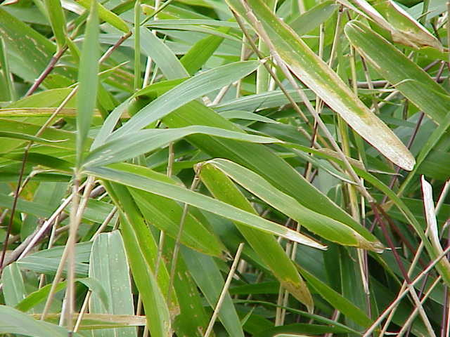 74NV "Arundinaria pumila0" by Kurt Stüber [1] - caliban.mpiz-koeln.mpg.de/mavica/index.html part of www.biolib.de. Licensed under CC BY-SA 3.0 via Wikimedia Commons - https://commons.wikimedia.org/wiki/File:Arundinaria_pumila0.jpg#/media/File:Arundinaria_