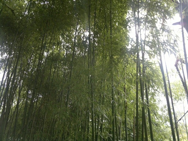 « Bamboo bambou bambuseae phyllostachys VAN DEN HENDE ALAIN CC-BY-SA-4 0 210520142038 01 » par Alain Van den Hende — Travail personnel. Sous licence CC BY-SA 4.0 via Wikimedia Commons - https://commons.wikimedia.org/wiki/File:Bamboo_bambou_bambuseae_phyll