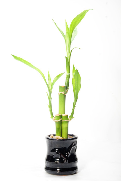 "Lucky bamboo" by Champlax - Own work. Licensed under CC BY-SA 3.0 via Commons - https://commons.wikimedia.org/wiki/File:Lucky_bamboo.jpg#/media/File:Lucky_bamboo.jpg