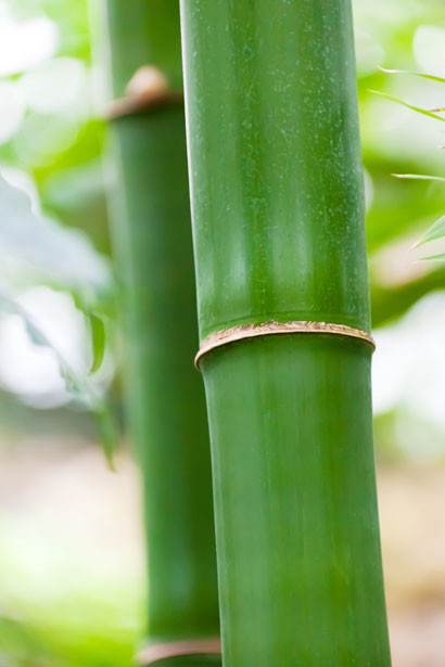 OK bambou dan la ville _ bambou au jardin _ planter des bambou _ parquet en bambou _ haie de bambou _ rhizome _ turion _ livre en bambou _ tissu en bambou _ fontaine en bambou _ cloison en bambou _ bambou aliment sans gluten _ panier en bambou _ bagette 