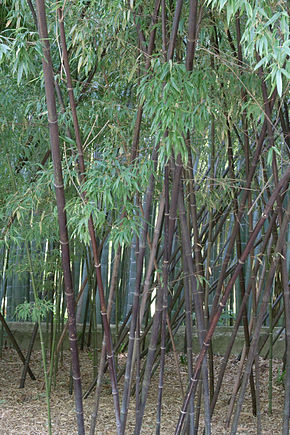 « Bambouseraie de Prafrance 20100904 009 » par Georges Seguin (Okki) — Travail personnel. Sous licence CC BY-SA 3.0 via Wikimedia Commons - https://commons.wikimedia.org/wiki/File:Bambouseraie_de_Prafrance_20100904_009.jpg#/media/File:Bambouseraie_de_Praf