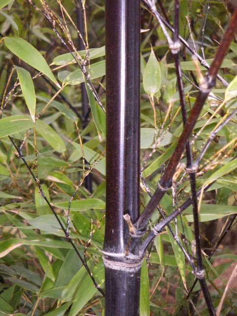 "Phyllostachys nigra". Licensed under CC BY-SA 3.0 via Wikimedia Commons - https://commons.wikimedia.org/wiki/File:Phyllostachys_nigra.JPG#/media/File:Phyllostachys_nigra.JPG