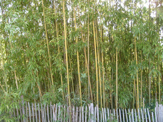 BU211F065_« Bamboo-blossom-fence-genay-france » par François Obada — Travail personnel. Sous licence CC BY 2.5 via Wikimedia Commons - https://commons.wikimedia.org/wiki/File:Bamboo-blossom-fence-genay-france.jpg#/media/File:Bamboo-blossom-fence-genay-fra