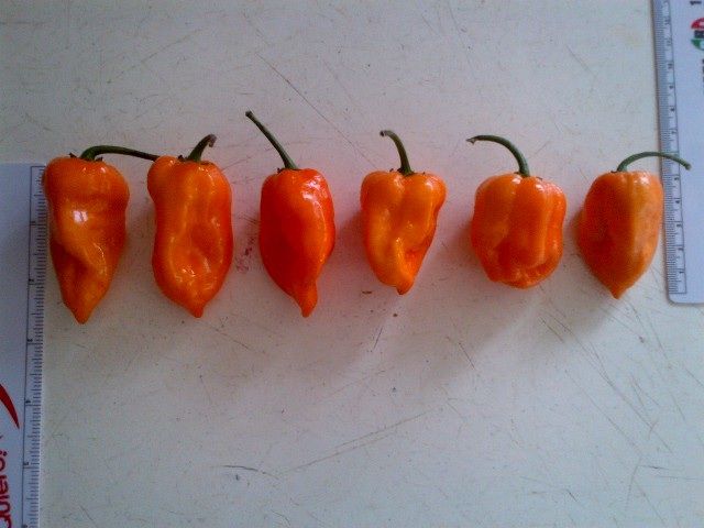 chile rojo habanero fresco orgánico 