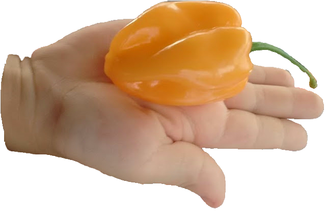 chile amarillo habanero orgánico fresco 