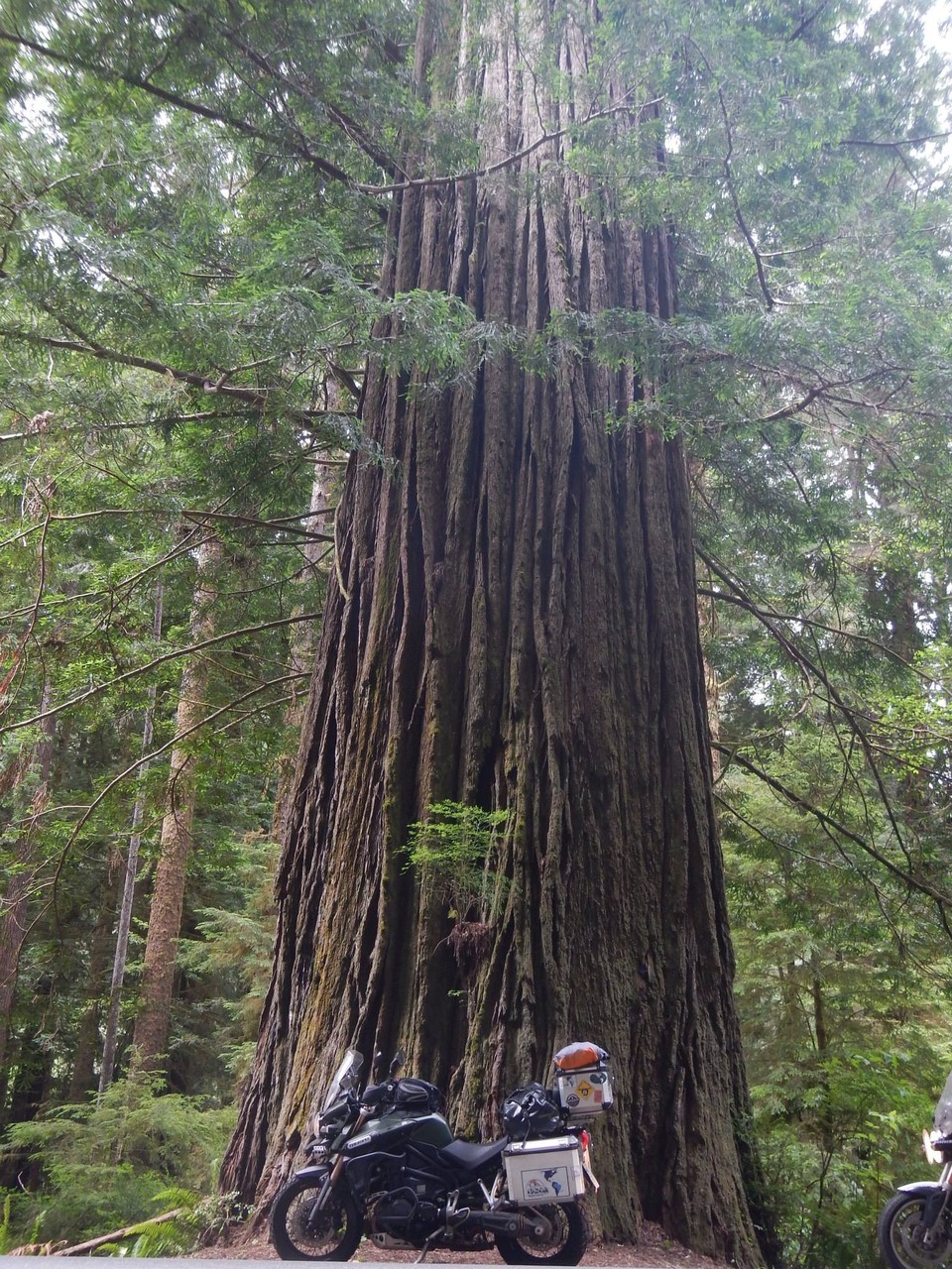 RED WOODS NATIONAL PARK