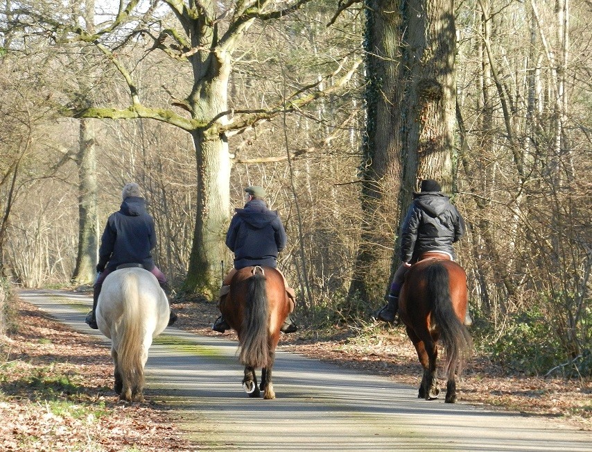 grand gite - les balades à cheval dans la forêt