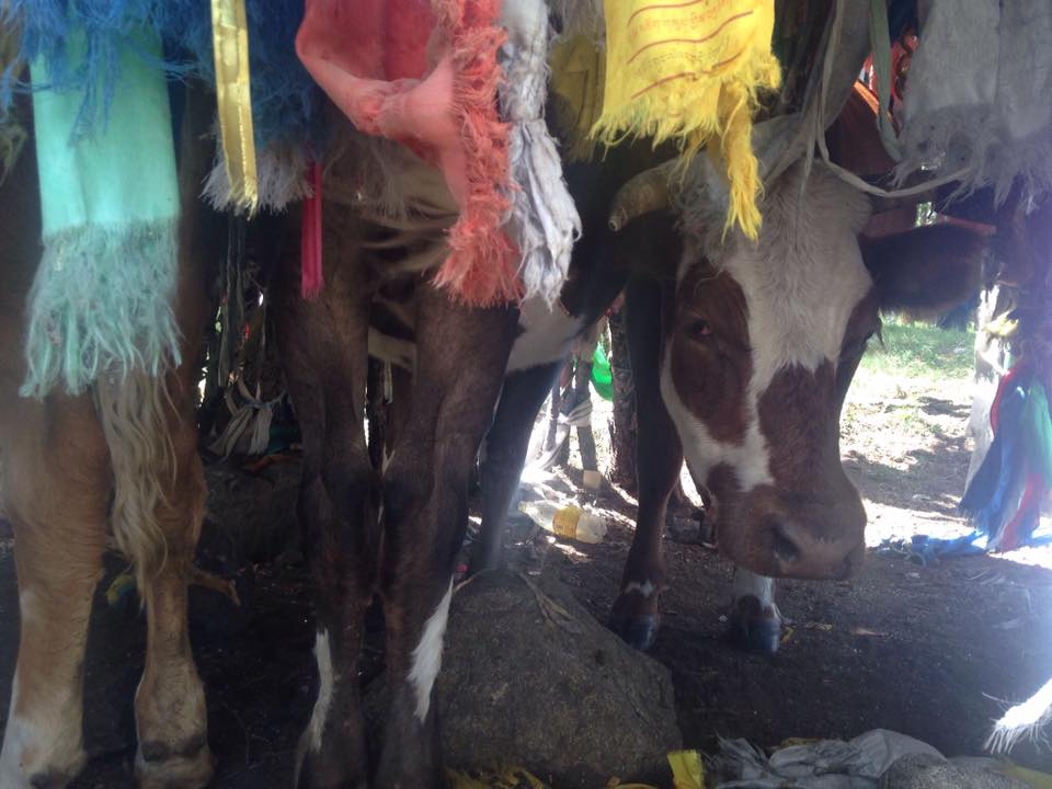 Praying Cows