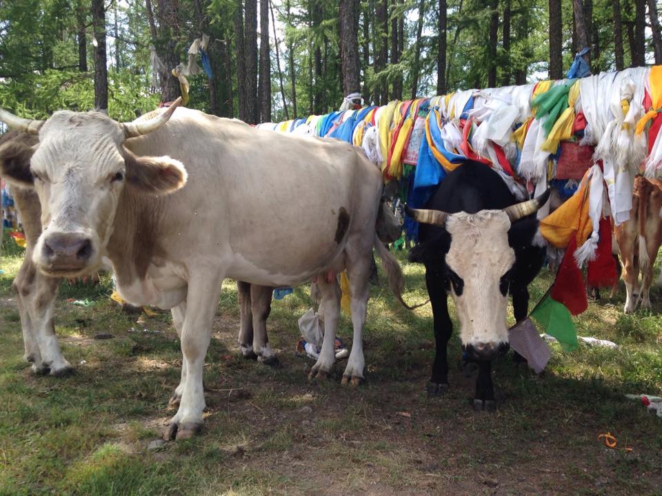 Praying Cows